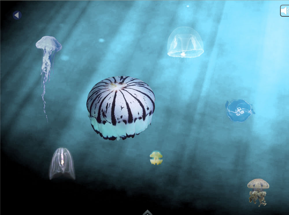 Jellies: Click on a Jelly to Learn More!