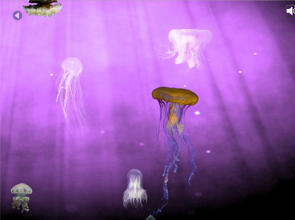 Jellies: Click on a Jelly to Learn More!