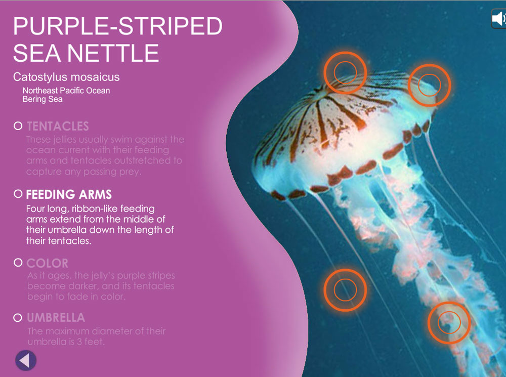 Jellies: Purple Striped Sea Nettle Information