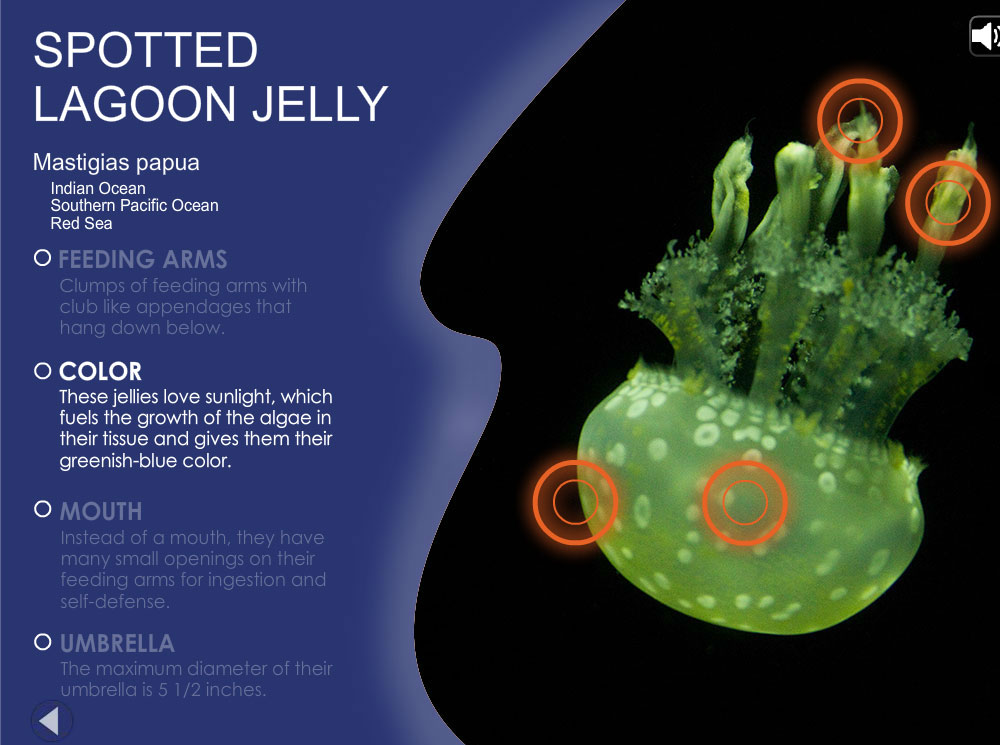 Jellies: Spotted Lagoon Jelly